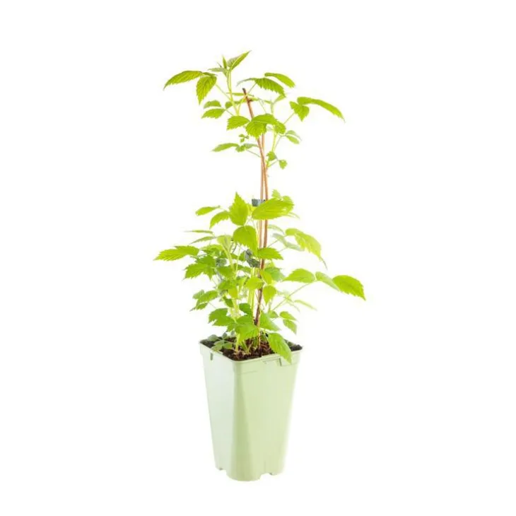 Framboisier Willamette Bio. Le pot de 2 litres