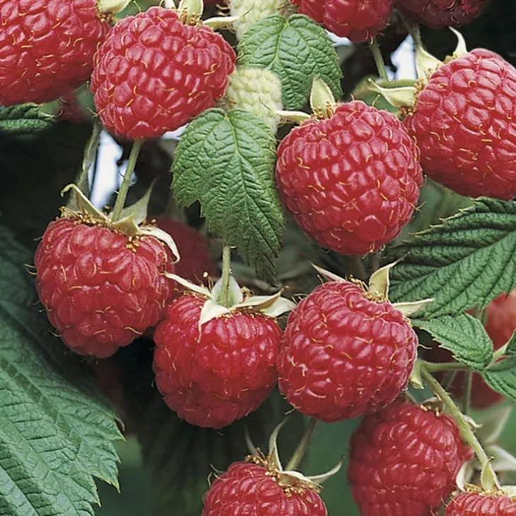 Framboisier Willamette Bio. Le pot de 2 litres