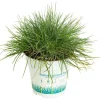 Fétuque bleue - Le pot de 10,5 cm