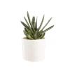Gasteria panachage par 18 pot émaillé Ø20x30 cm
