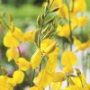 Genêt d’Espagne jaune. Le pot de 3 litres