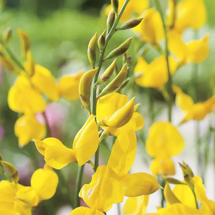 Genêt d’Espagne jaune. Le pot de 3 litres