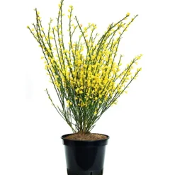 Genêt d’Espagne jaune. Le pot de 3 litres
