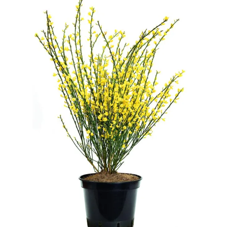 Genêt d’Espagne jaune. Le pot de 3 litres