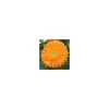 Gerbera
