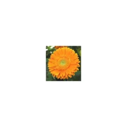 Gerbera