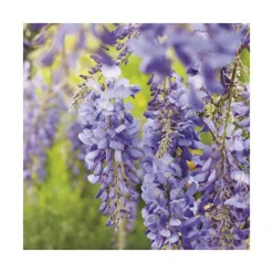 Glycine SINENSIS BLEU. Le pot de 6 litres