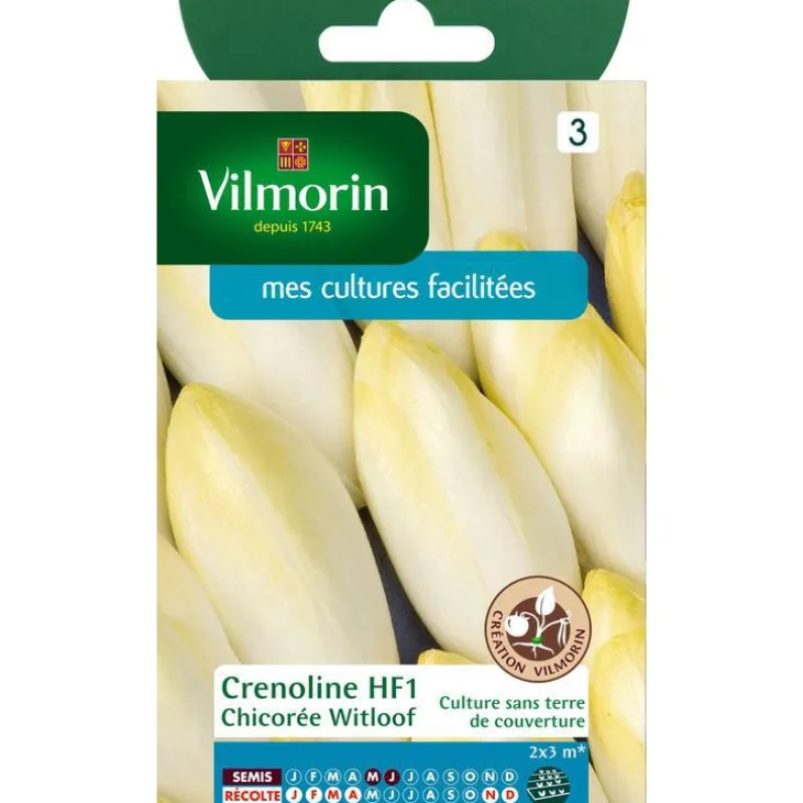 Graines de chicorée witloof HF1 Vilmorin - graines à semer