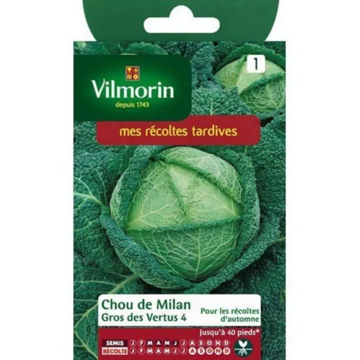 Graines de chou de Milan gros des vertus Vilmorin - graines à semer