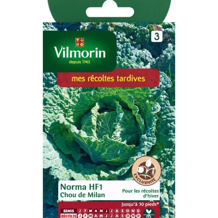 Graines de choux de Milan norma HF1 Vilmorin - graines à semer