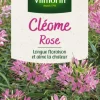 Graines de Cléome rose Vilmorin - graines à semer