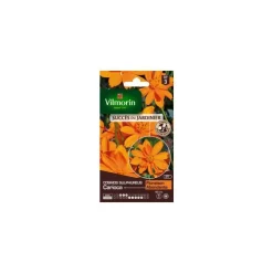 Graines de Cosmos Sulfureux Carioca orange Vilmorin graines d’exception - graines à semer