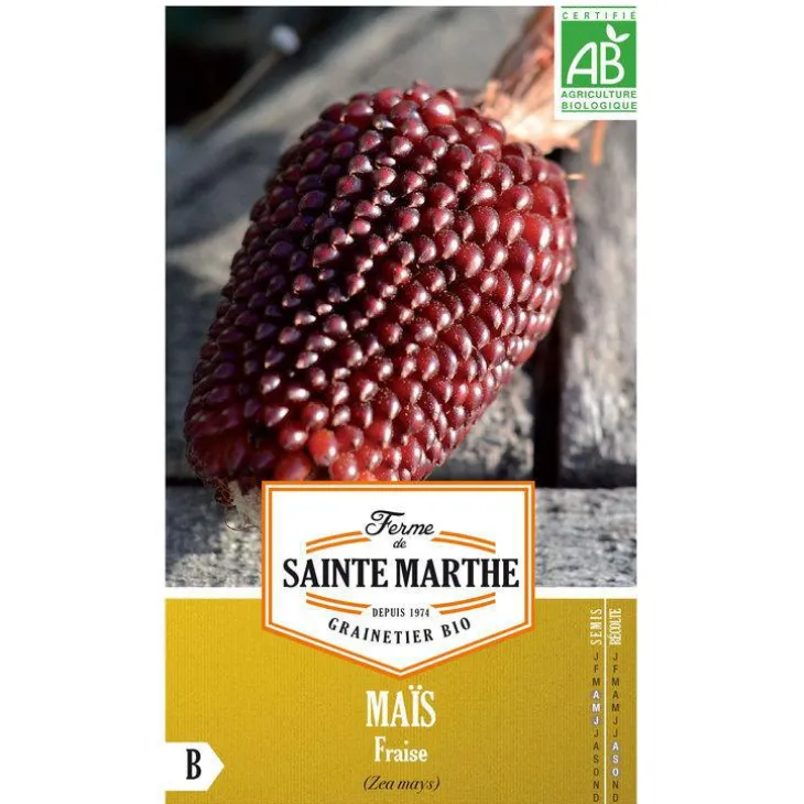 Graines de maïs fraise bio Ferme de Sainte Marthe - graines à semer