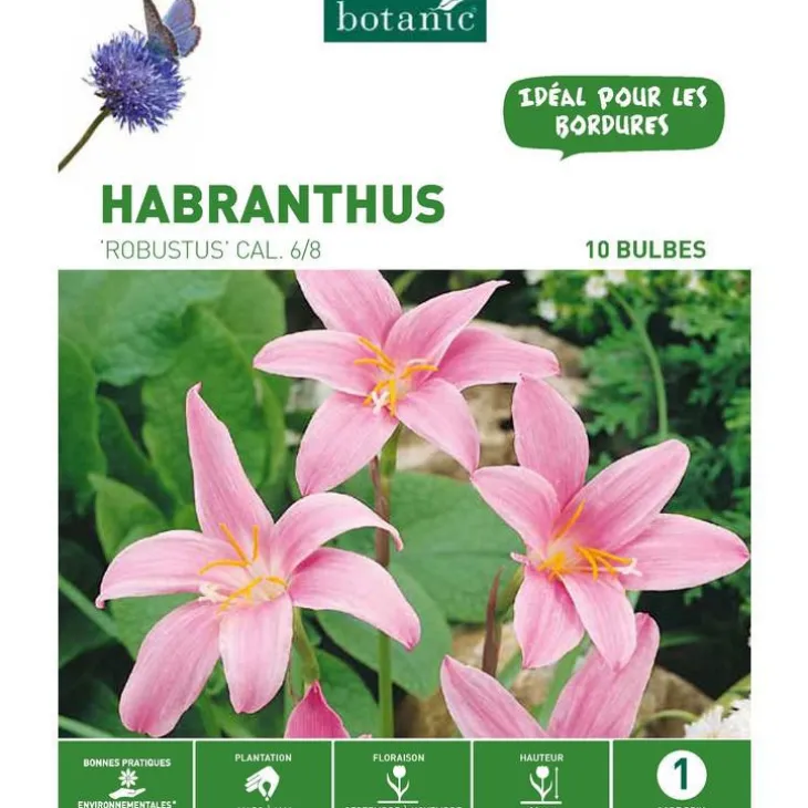 Habranthus Zephyranthes Robustus rose botanic® - 10 bulbes