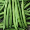 Haricot Nain Pongo Bio. Le pot de 10,5 cm