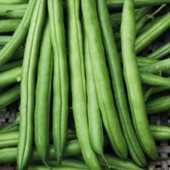 Haricot Nain Pongo Bio. Le pot de 10,5 cm
