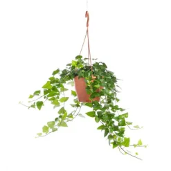 Hedera Vert pot Ø17xH35 cm