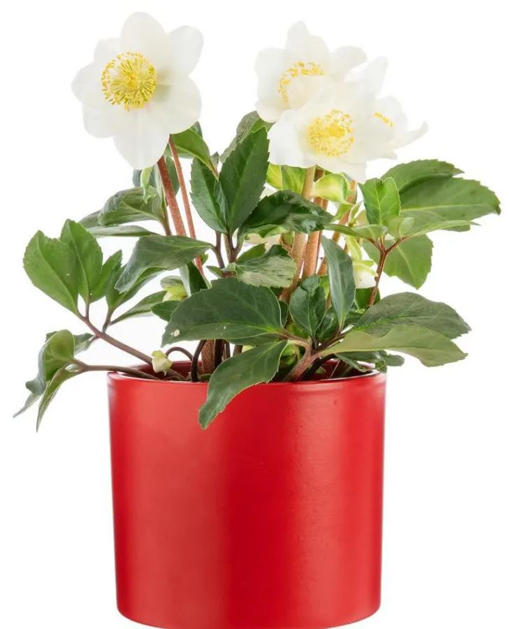 Hellébore cache-pot céramique rouge - Ø 13,5 cm