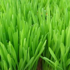 Herbe A Chat Bio. Le pot de 1 litre