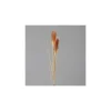 Herbe de la pampa crème/brun artificielle - 107 cm