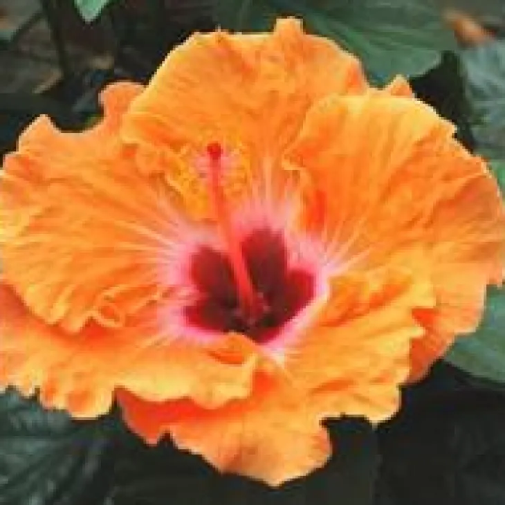 HIBISCUS