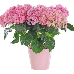 Hortensia