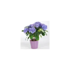 Hortensia + cache-pot céramique