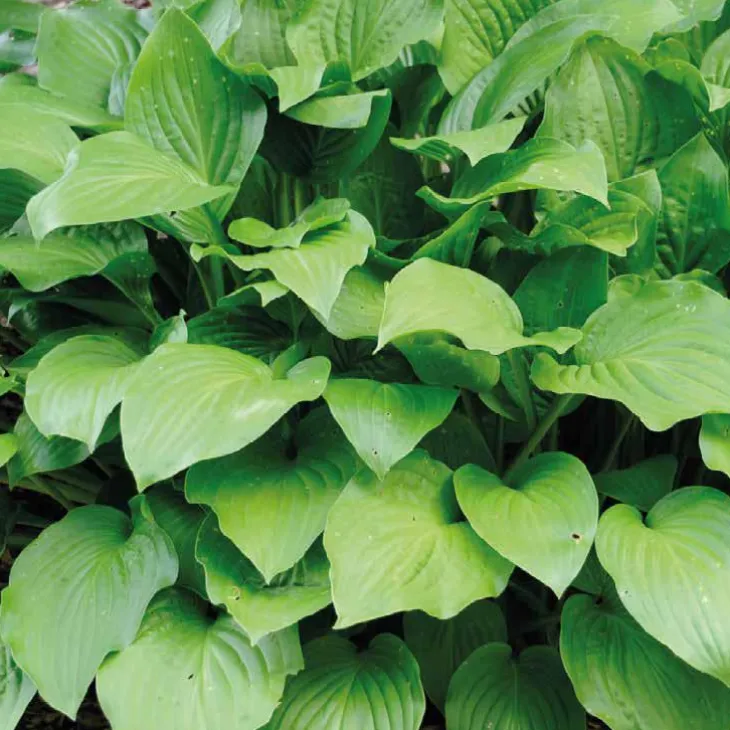 Hosta Royal - Le pot de 9 x 9 cm