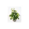Hydrocolite vert en plastique 19 cm