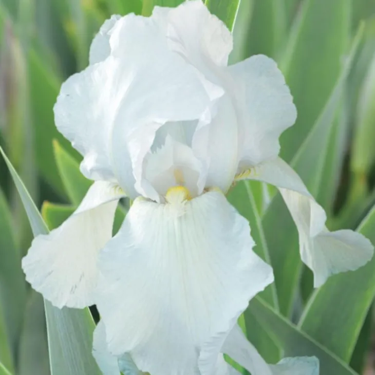 Iris des jardins Glacier - Le pot de 1 litre