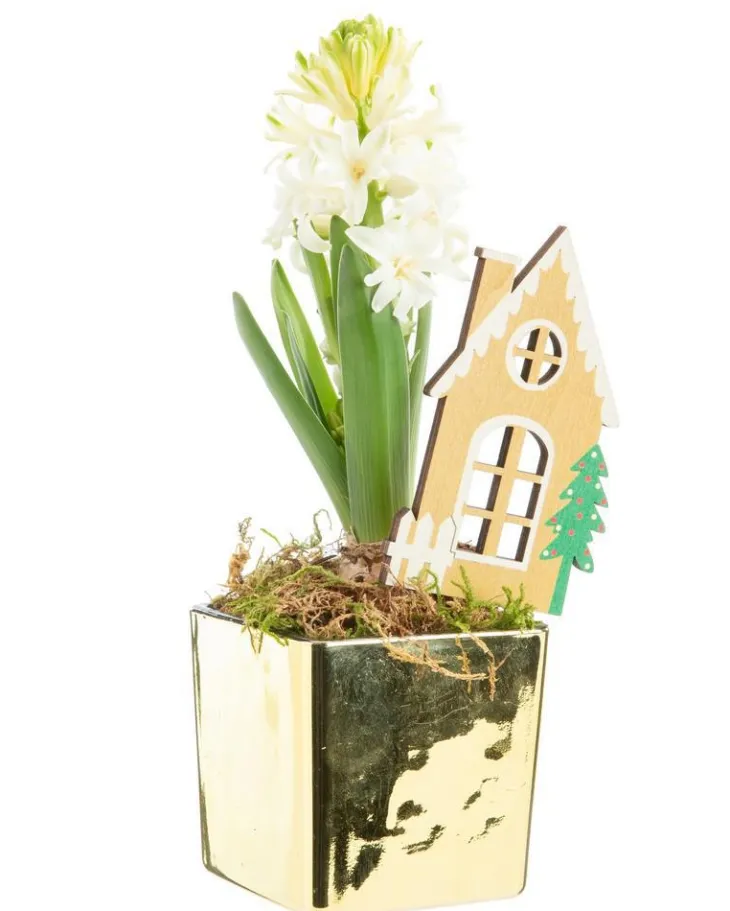 Jacinthe en cache-pot doré - Ø 8 cm