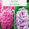 Jacinthe en duo botanic® - 4 bulbes