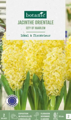 Jacinthe interieur city of haarlem botanic® - 2 bulbes