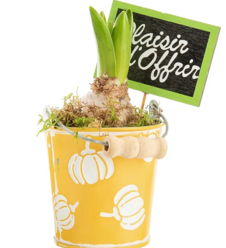 Jacinthe x 1 pot zinc décor courges - Ø 8 cm
