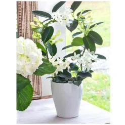 Jasmin en arceau