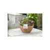 Kalanchoé Thyrsiflora coupe – Pot de Ø 23 cm
