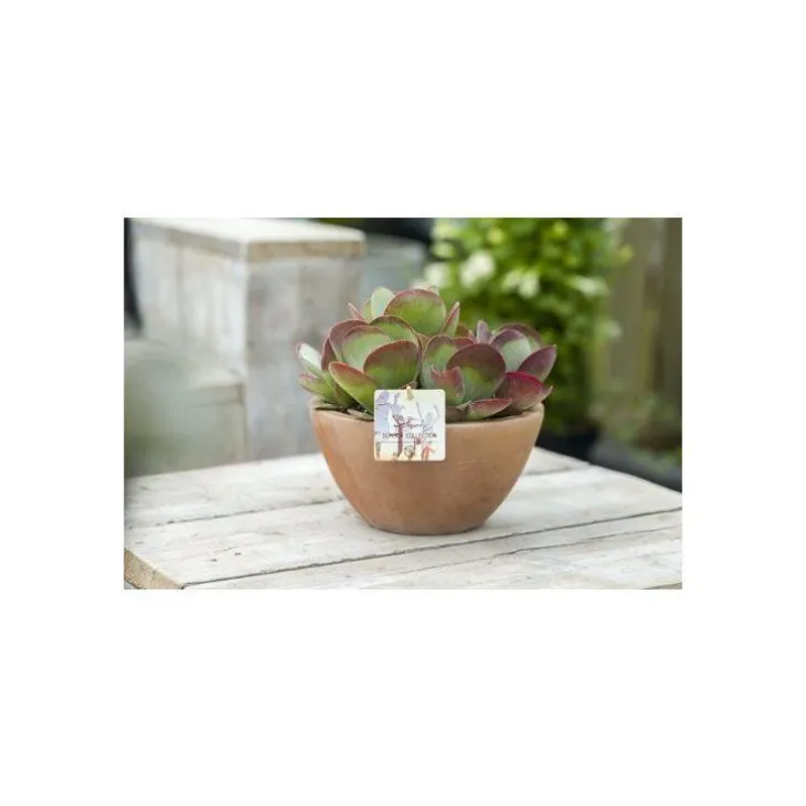 Kalanchoé Thyrsiflora coupe – Pot de Ø 23 cm