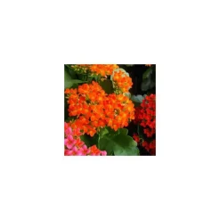 Kalanchoe