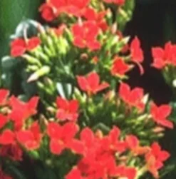KALANCHOE CARNAVAL COUPE