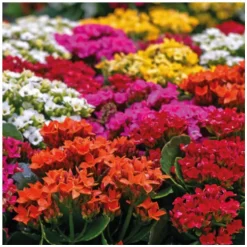 Kalanchoe. La coupe de Ø 23 cm