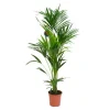 Kentia Forsteriana 6 pieds pot Ø24 cm/ H170 cm