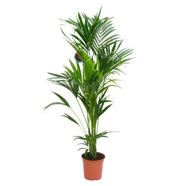 Kentia Forsteriana 6 pieds pot Ø24 cm/ H170 cm