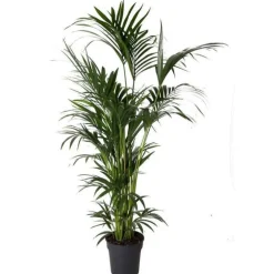 Kentia Forsteriana pot Ø40 cm/ H260 cm