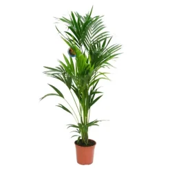 Kentia Forsteriana pot Ø24 cm/ H150 cm