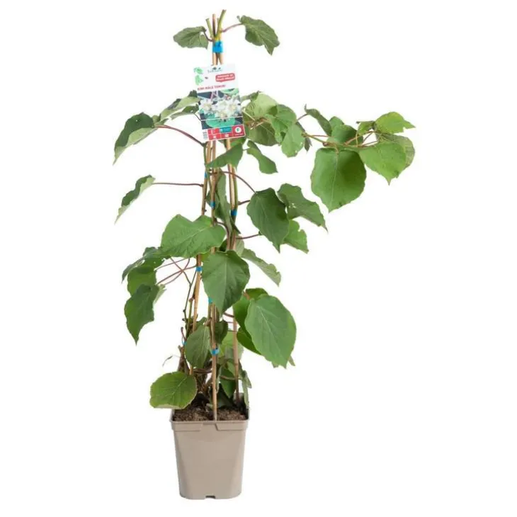 Kiwi Femelle Koryoku' Bio. Le pot de 5 litres