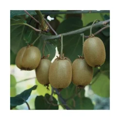 Kiwi Femelle Koryoku' Bio. Le pot de 5 litres