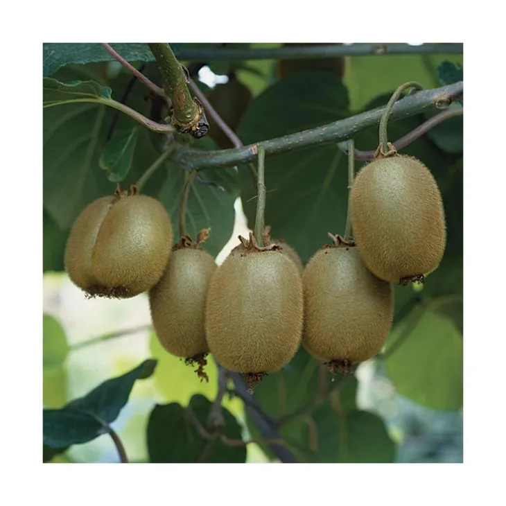 Kiwi Femelle Koryoku' Bio. Le pot de 5 litres