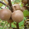 Kiwi 'Minkigold'. Le pot de 2 litres