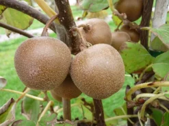 Kiwi 'Minkigold'. Le pot de 2 litres