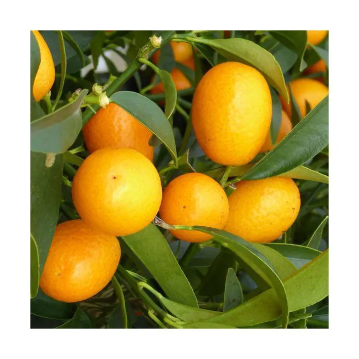 Kumquat. Le pot de 120 litres
